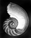 Edward Weston Chambered Nautilus – halved. 1927