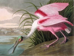 John James Audubon&#039;s &#039;Roseate Spoonbill.&#039;