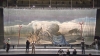 Montreal&#039;s Place des Arts and Finzi Pasca unveiled the Salvador Dali backdrop.