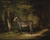 George Stubbs' 'Zebra.'