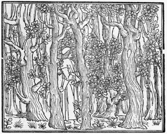 Aldus Manutius&#039; &#039;Poliphilus in a Wood.&#039;