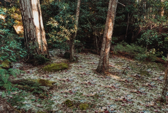 Rosemary Laing&#039;s &#039;groundspeed (Rose Petal) #17,&#039; 2001.