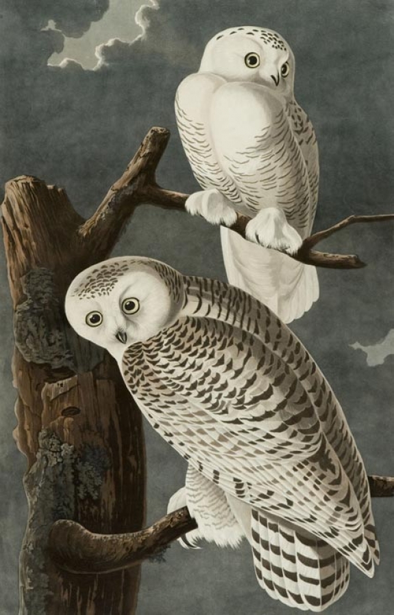 John James Audubon, Owl, Longmont Museum &amp; Cultural Center