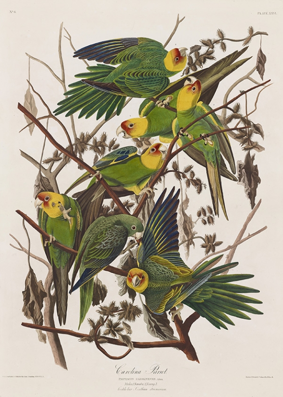 Audubon’s Birds on View in Minneapolis