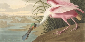 John James Audubon&#039;s &#039;The Roseate Spoonbill,&#039; from &#039;Birds of America,&#039; (detail), late 1820s.