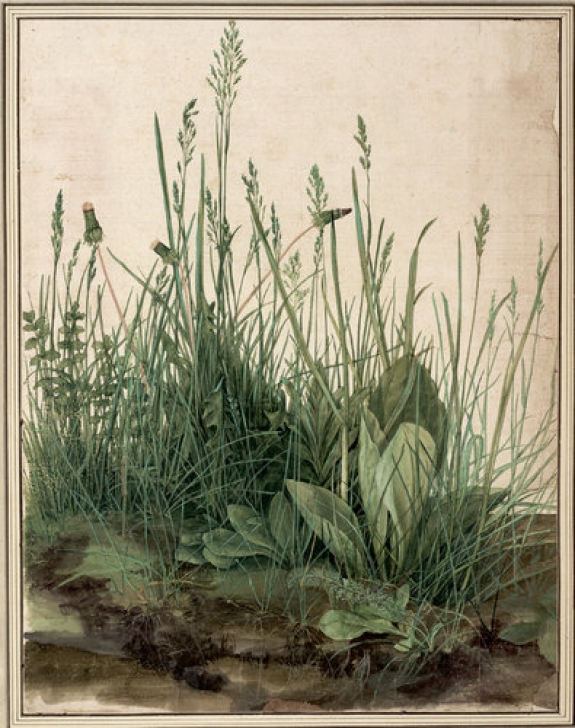 Albrecht Durer&#039;s &#039;The Great Piece of Turf,&#039; 1503.