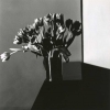 "Tulip, 1977" shows the photographer's signature style. 
