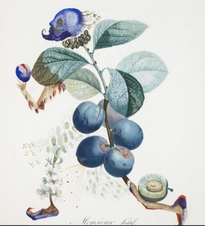 A watercolor from Salvador Dali&#039;s fruit series.