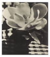 Man Ray's 'Magnolia Flower,' 1926. 