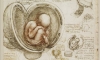 Leonardo da Vinci's Recto: The foetus in the womb. Verso: Notes on reproduction, with sketches of a foetus in utero, etc.