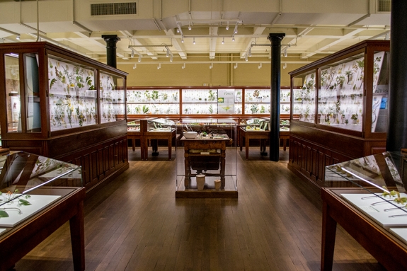 The  "Glass Flowers" Gallery at the Harvard Museum of Natural History.