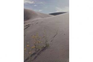 Eliot Porter&#039;s &#039;Sunflower and Sand Dune, Colorado,&#039; 1959. 